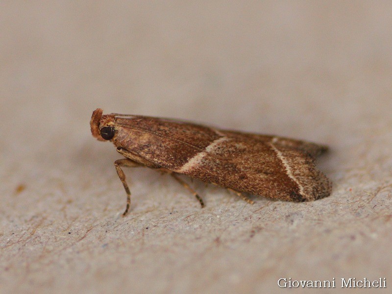 Nyctegretis lineana